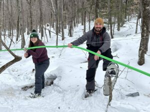 Tree tapping